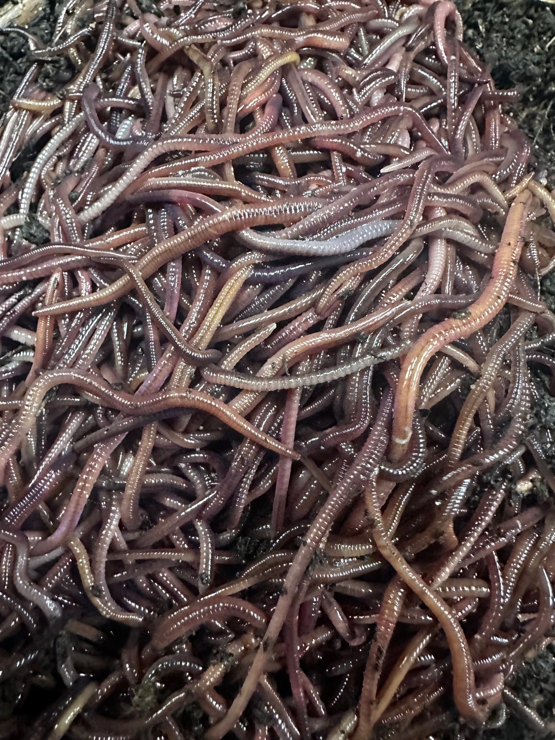 1 Pound approximately 1000 Red Worms/live