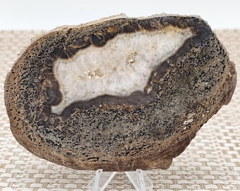 GORGEOUS Face-Polished Utah Fossil Dinosaur Bone Slab Cabinet Specimen with HUGE Agate Fortification!! -- See video & description!!