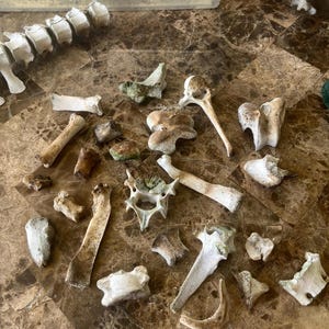 Boar small bones | Bone mystery bag | 7 pieces | Oddity | Bones