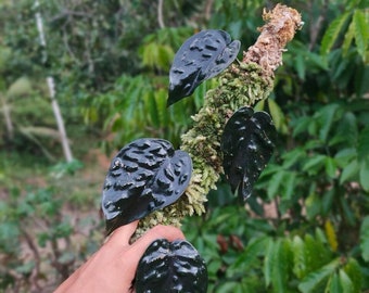 Scindapsus Black Mamba | Free Phytosanitary Certificate