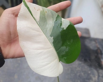 Monstera Variegated Albo One Leaf | Free Phytosanitary Certificate