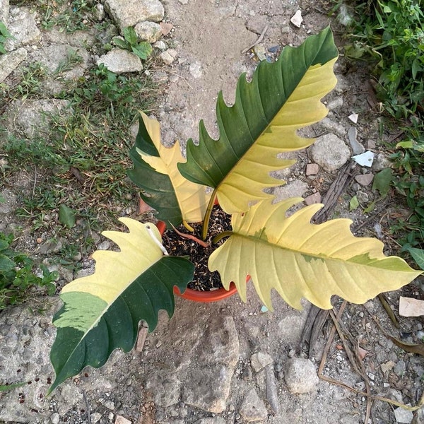 Real Pic RARE Philodendron Caramel Marble Variegated Tamaño grande 4 hojas / Certificado fitosanitario gratuito