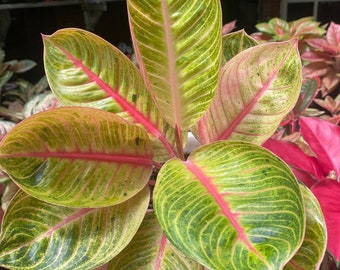 Real Pic Aglaonema Goliath | Free Phytosanitary Certificate