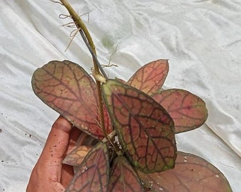 Tanggamus rouge Hoya | Certificat phytosanitaire gratuit