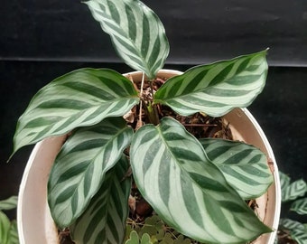 Real Pic Calathea Freddie | Free Phytosanitary Certificate