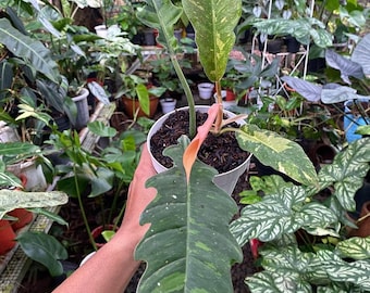 Philodendron Ring Of Fire | Free Phytosanitary Certificate