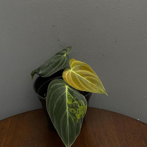 Philodendron Melanochrysum Variegated | Free Phytosanitary Certificate