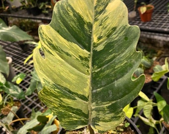 Philodendron Caramel Marble One Leaf | Free Phytosanitary Certificate