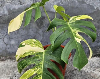 Real Pic Monstera Marmorata King 4 Leaf | Free Phytosanitary Certificate