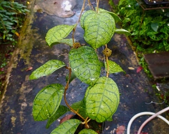 Hoya Callistophylla Vena | Free Phytosanitary Certificate