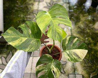 Real Pic Monstera Marmorata Aurea 4 Leaf  | Free Phytosanitary Certificate