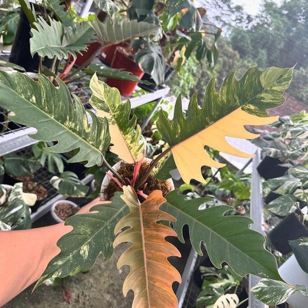 Real Pic Philodendron Caramelo Mármol 6 Hojas Tamaño Grande / Certificado Fitosanitario Gratis