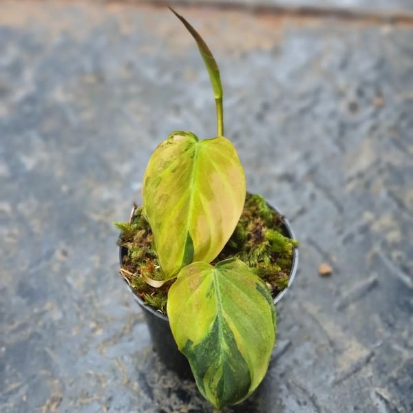 Philodendron Micans Variegated | Free Phytosanitary Certificate