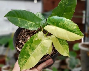 Philodendron Burlemax Variegated | Free Phytosanitary Certificate