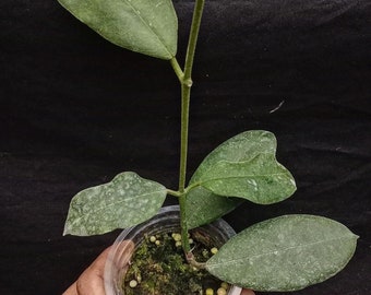 Hoya Hamiltoniorum | Free Phytosanitary Certificate