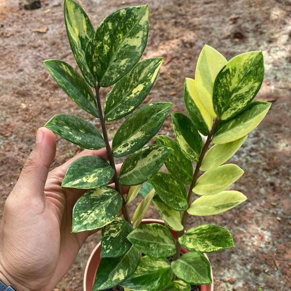 Zamioculcas Zamiifolia Variegated | Free Phytosanitary Certificate