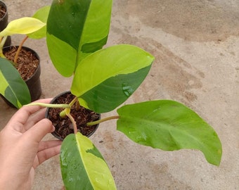 Philodendron Thai Sunrise | Free Phytosanitary Certificate