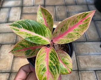 Real Pic Aglaonema Veronica Golden | Free Phytosanitary Certificate