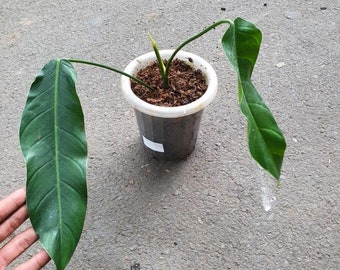 Philodendron Patriciae | Free Phytosanitary Certificate