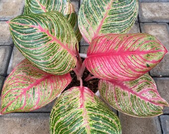 Real Pic Aglaonema Huges | Free Phytosanitary Certificate