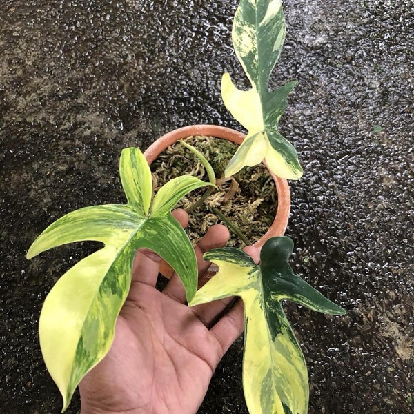 Philodendron Florida Beauty Variegato / Certificato fitosanitario gratuito