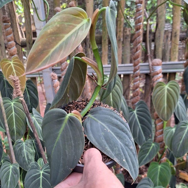 Philodendron Gigas | Free Phytosanitary Certificate