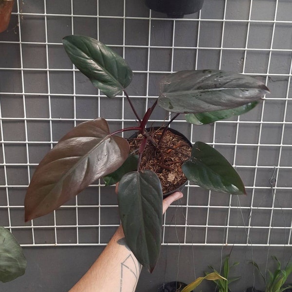 Philodendron Dark Lord | Free Phytosanitary Certificate