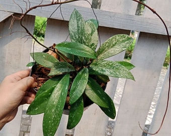 Hoya Hoya Pubicalyx Splash | Free Phytosanitary Certificate