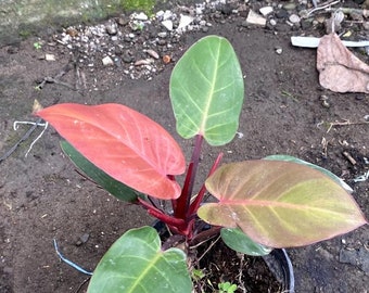 Philodendron Red Cherry | Free Phytosanitary Certificate