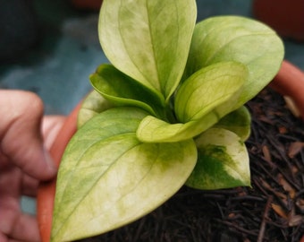 Anthurium Jemanii Mint Variegated | Free Phytosanitary Certificate