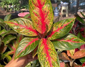 Real Pic Aglaonema Hot Lady Flaming | Free Phytosanitary Certificate