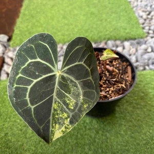 Anthurium Clarinervium Variegated 1 Leaves | Free Phytosanitary Certificate