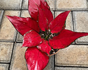 Real Pic Aglaonema Red King | Free Phytosanitary Certificate