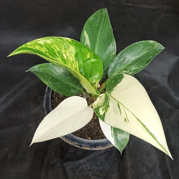 Philodendron Green Congo | Free Phytosanitary Certificate