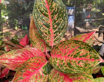 Real Pic Aglaonema Tiara | Free Phytosanitary Certificate