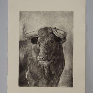 Peut inclure: Une gravure en noir et blanc d'une tête de taureau. Le taureau regarde directement le spectateur, la bouche légèrement ouverte. Les cornes du taureau sont proéminentes et courbées vers le haut.