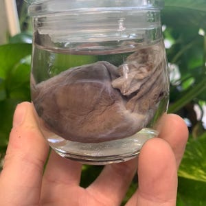 Coatimundi Heart Wet Specimen