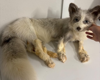 Softmount Fox