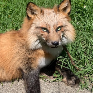 May include: A close-up of a red fox with green eyes. The fox has a fluffy, light brown and white fur around its face and chest. Its legs are black. The fox is lying on a concrete surface with green grass in the background.