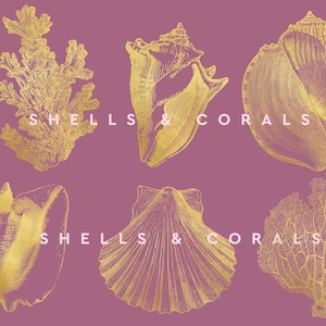 Conjunto de imágenes prediseñadas de conchas y corales dorados / Coral concha / Lámina dorada / Tema de playa / DESCARGA INSTANTÁNEA - 6 imágenes PNG