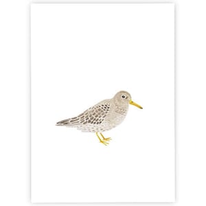 Meerstrandläufer | Postkarte | Aquarell