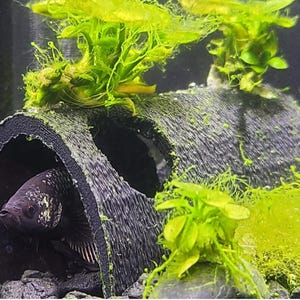 Fish Aquarium Decorations Cave Hide with Viewing Holes Betta Fish Tank Decor