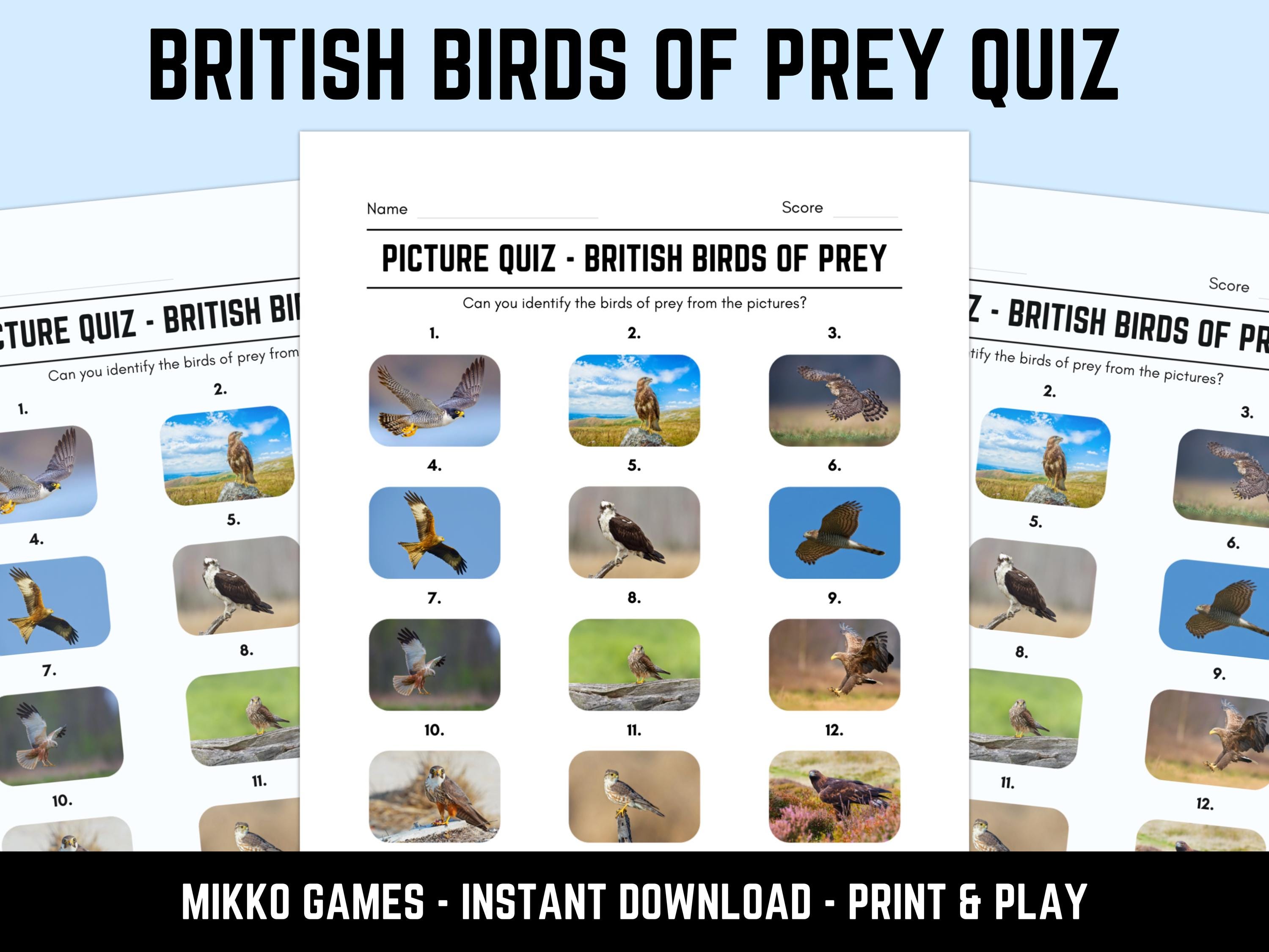 Printable British Birds of Prey Picture Quiz With Answers: Picture ...
