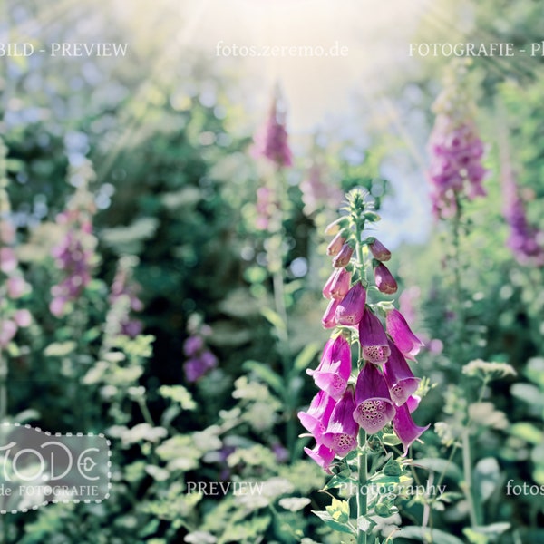 Foxglove in front of trees in pink and mint green, magically illuminated by the bright morning light