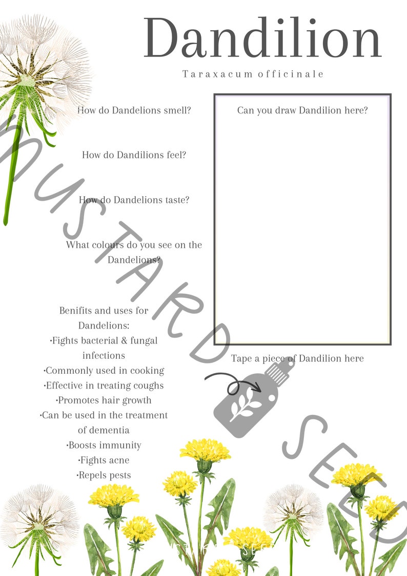 Introduction to Herbs | Herbal Education | Herbalism Starter ...