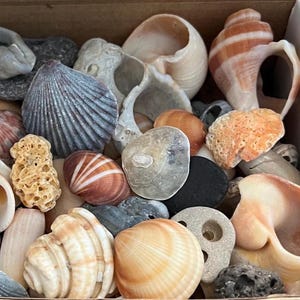 Beach Shells: Atlantic Ocean Seashells, Nautical Craft Supplies, Natural Decor