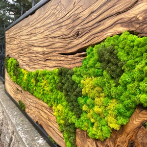 Personalized Preserved Moss Wall Art: Live Edge Olive Wood Decor