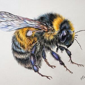 Original Hand-drawn Honey Bee colored pencil drawing, size 9x12 on Bristol matte paper, illustration, for bee lovers, nature lover,