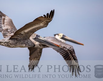 Brown Pelican flying, Two brown Pelican,  Pelican on the outer banks