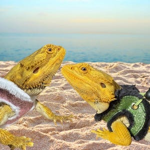 May include: Two yellow bearded dragons wearing colorful harnesses on a sandy beach. The bearded dragon on the left is wearing a pink and white harness, and the bearded dragon on the right is wearing a green and black harness.